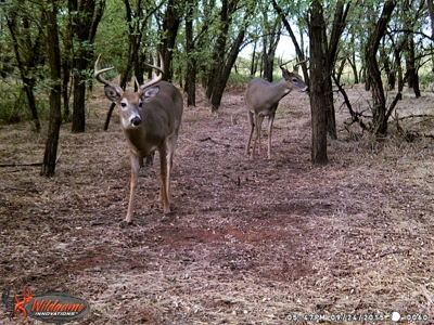 Oklahoma Hunting & Ranch Land for Sale - Washita County ±160 - image 11