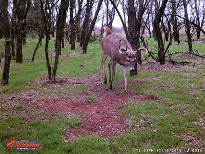Oklahoma Hunting & Ranch Land for Sale - Washita County ±160 - image 7