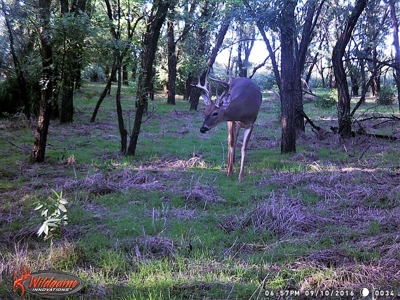 Oklahoma Hunting & Ranch Land for Sale - Washita County ±160 - image 5