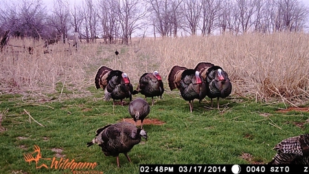 Oklahoma Hunting & Ranch Land for Sale - Washita County ±160 - image 4