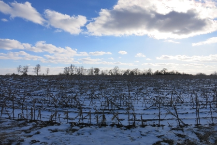 Daviess County Land Auction – April 13, 2019 - image 15
