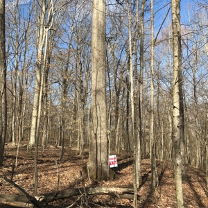 Approx 65 acres /416,000 BF Timber For Sale At Auction in KY - image 7