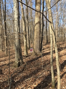 Approx 65 acres /416,000 BF Timber For Sale At Auction in KY - image 10