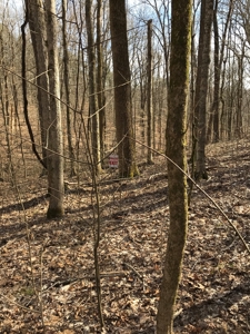 Approx 65 acres /416,000 BF Timber For Sale At Auction in KY - image 9
