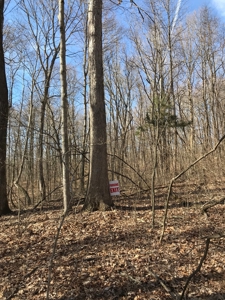 Approx 65 acres /416,000 BF Timber For Sale At Auction in KY - image 6