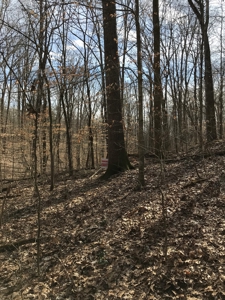 Approx 65 acres /416,000 BF Timber For Sale At Auction in KY - image 3