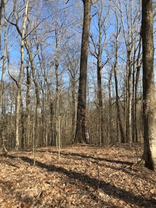Approx 65 acres /416,000 BF Timber For Sale At Auction in KY - image 5