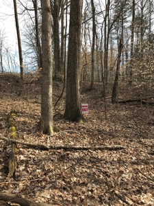 Approx 65 acres /416,000 BF Timber For Sale At Auction in KY - image 4