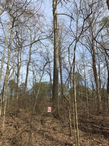 Approx 65 acres /416,000 BF Timber For Sale At Auction in KY - image 2