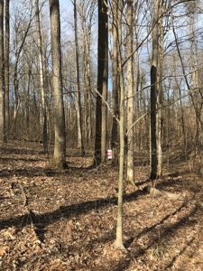 Approx 65 acres /416,000 BF Timber For Sale At Auction in KY - image 8