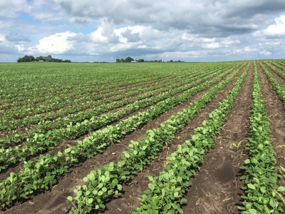 Premium Row Crop Bottom, Blue Earth County, Lake Crystal, MN - image 8