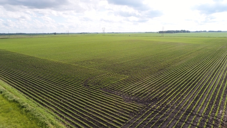 Premium Row Crop Bottom, Blue Earth County, Lake Crystal, MN - image 3