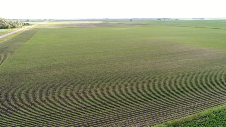Premium Row Crop Bottom, Blue Earth County, Lake Crystal, MN - image 6