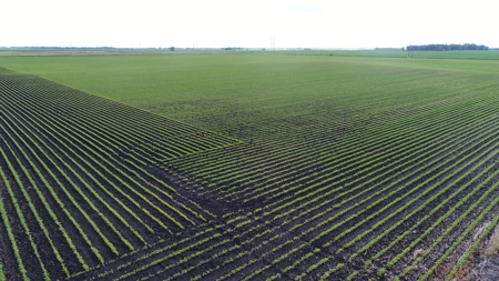 Premium Row Crop Bottom, Blue Earth County, Lake Crystal, MN - image 7