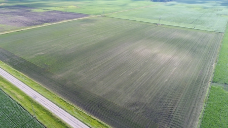 Premium Row Crop Bottom, Blue Earth County, Lake Crystal, MN - image 4