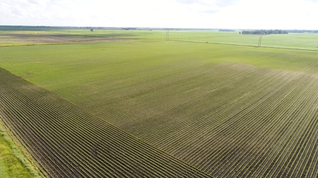 Premium Row Crop Bottom, Blue Earth County, Lake Crystal, MN - image 2