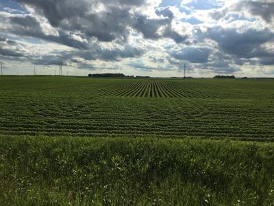 Premium Row Crop Bottom, Blue Earth County, Lake Crystal, MN - image 10