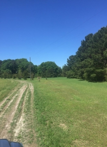 Auction 41 acres and Double Wide Mobile Home For Auction - image 24