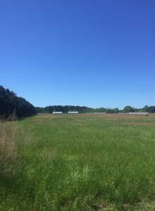 Auction 41 acres and Double Wide Mobile Home For Auction - image 18
