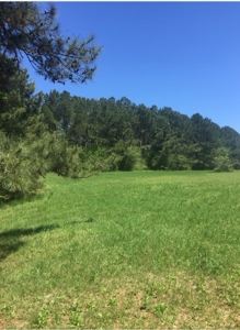 Auction 41 acres and Double Wide Mobile Home For Auction - image 21