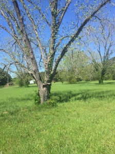 Auction 41 acres and Double Wide Mobile Home For Auction - image 11