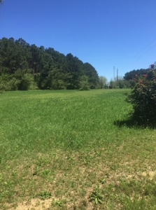 Auction 41 acres and Double Wide Mobile Home For Auction - image 15