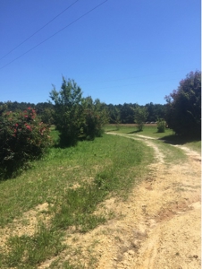 Auction 41 acres and Double Wide Mobile Home For Auction - image 20