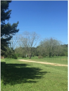 Auction 41 acres and Double Wide Mobile Home For Auction - image 4