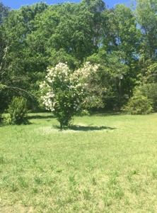 Auction 41 acres and Double Wide Mobile Home For Auction - image 30
