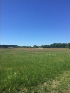Auction 41 acres and Double Wide Mobile Home For Auction - image 6