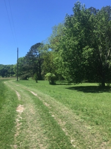 Auction 41 acres and Double Wide Mobile Home For Auction - image 2