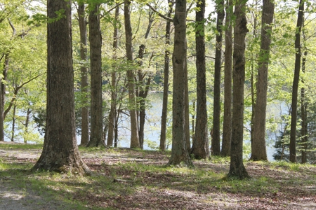 Waterfront Lake Home and Lots For Sale Scottsville, KY - image 10