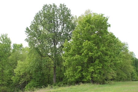 327 Acre Edmonson Kentucky Crop, Cattle & Hunting Farm - image 30