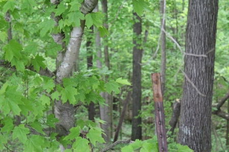 327 Acre Edmonson Kentucky Crop, Cattle & Hunting Farm - image 50