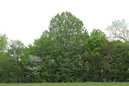 327 Acre Edmonson Kentucky Crop, Cattle & Hunting Farm - image 35