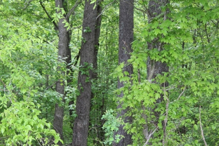 327 Acre Edmonson Kentucky Crop, Cattle & Hunting Farm - image 47