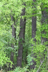 327 Acre Edmonson Kentucky Crop, Cattle & Hunting Farm - image 46