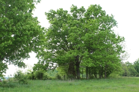 327 Acre Edmonson Kentucky Crop, Cattle & Hunting Farm - image 34