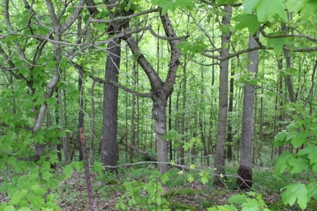 327 Acre Edmonson Kentucky Crop, Cattle & Hunting Farm - image 48