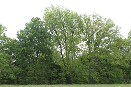 327 Acre Edmonson Kentucky Crop, Cattle & Hunting Farm - image 45