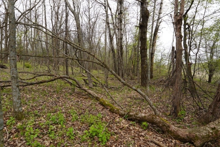 34 AC Dalton Wisconsin Live Land Auction 6/15/19 1PM - image 15