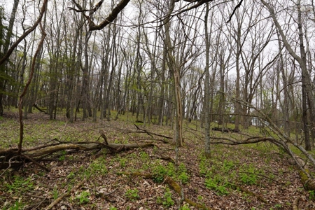 34 AC Dalton Wisconsin Live Land Auction 6/15/19 1PM - image 13