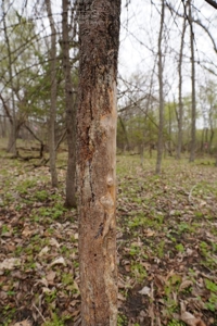 34 AC Dalton Wisconsin Live Land Auction 6/15/19 1PM - image 16
