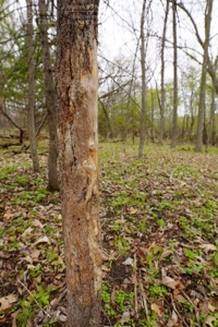 34 AC Dalton Wisconsin Live Land Auction 6/15/19 1PM - image 17