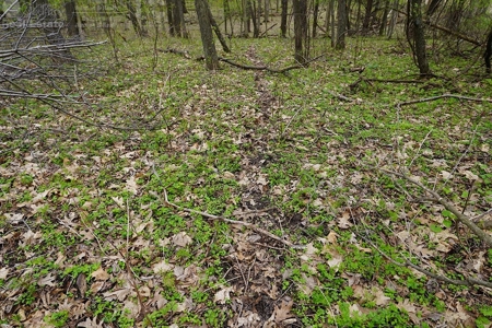 70 AC Dalton Wisconsin Live Land Auction 6/15/19 1PM - image 7