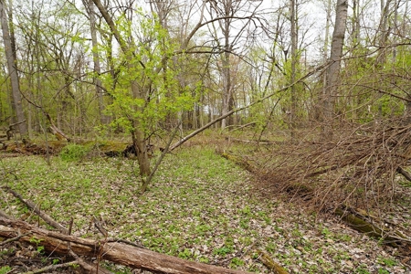70 AC Dalton Wisconsin Live Land Auction 6/15/19 1PM - image 11