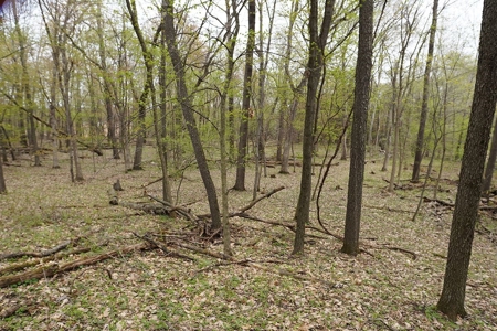 70 AC Dalton Wisconsin Live Land Auction 6/15/19 1PM - image 9