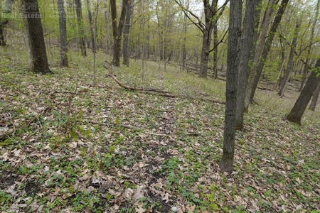 70 AC Dalton Wisconsin Live Land Auction 6/15/19 1PM - image 8