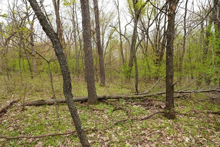 70 AC Dalton Wisconsin Live Land Auction 6/15/19 1PM - image 6