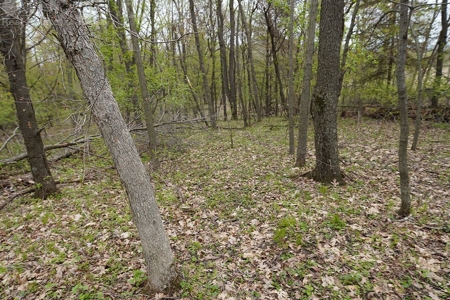70 AC Dalton Wisconsin Live Land Auction 6/15/19 1PM - image 5